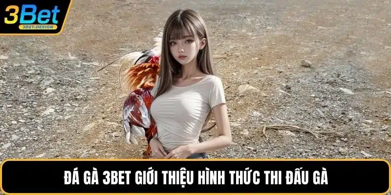Đá gà 3BET giới thiệu hình thức thi đấu gà