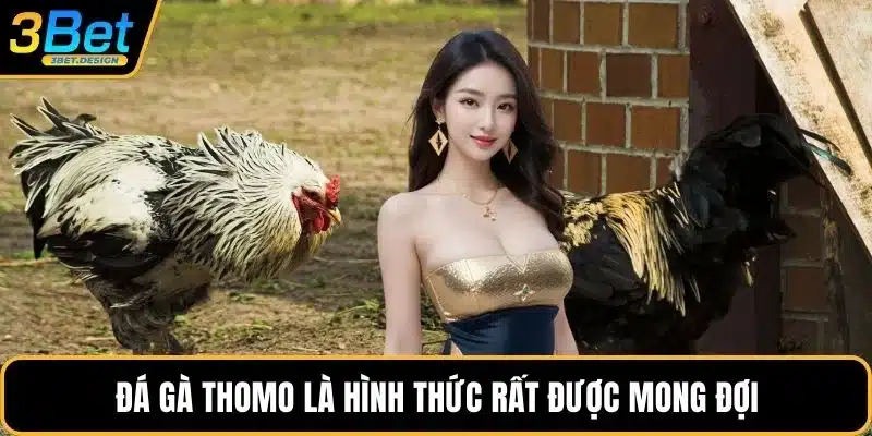 Đá gà thomo là hình thức rất được mong đợi
