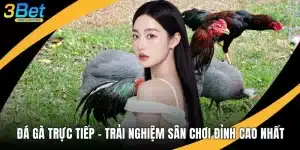 Đá Gà Trực Tiếp - Trải Nghiệm Sân Chơi Đỉnh Cao Nhất