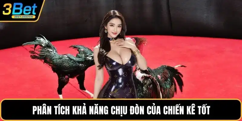 Phân tích khả năng chịu đòn của chiến kê tốt