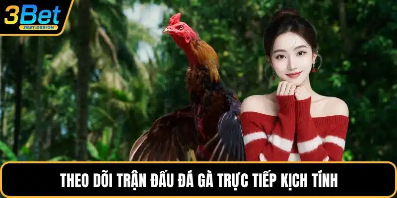 Theo dõi trận đấu đá gà trực tiếp kịch tính
